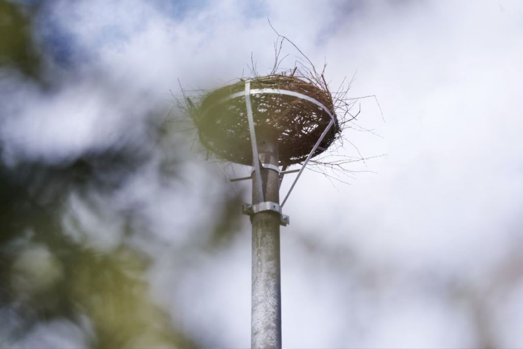 Pomáhajú vtáctvu i ľuďom zo znevýhodnených skupín. Energetici myslia aj na bociany